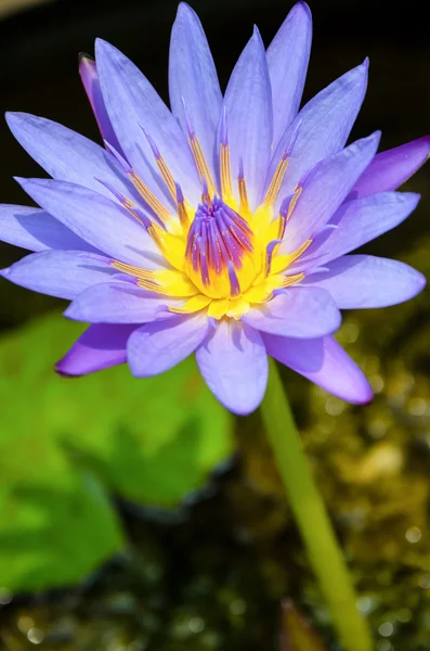 Purple Lotus flower ( Nymphaea Nouchali ) — Stock Photo, Image