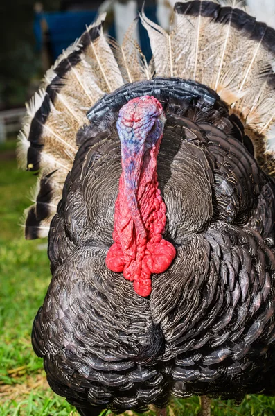 Male wild turkey — Stock Photo, Image
