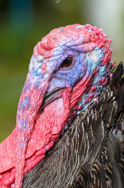 Closeup head of male wild turkey — Stock Photo, Image