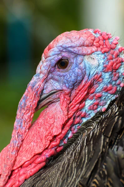 Closeup head of male wild turkey — Stock Photo, Image