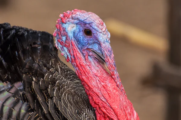 Closeup head of male wild turkey — Stock Photo, Image