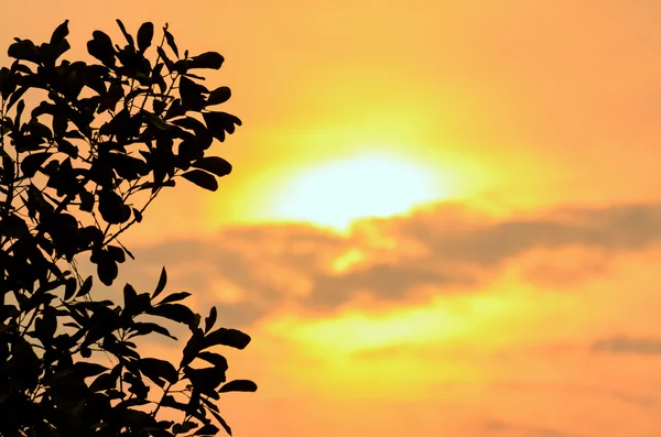 Árvore de silhueta ao pôr do sol — Fotografia de Stock