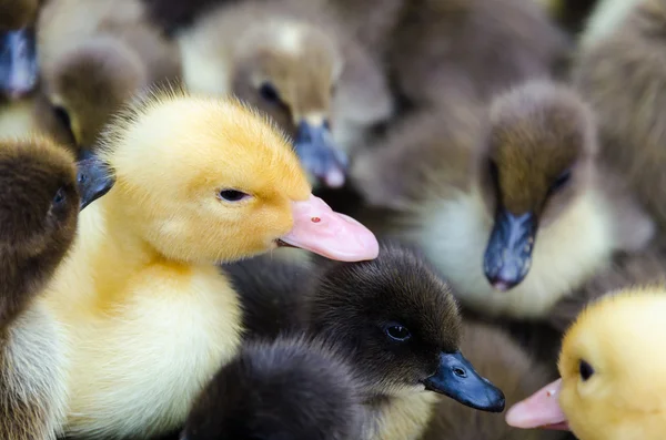 고 슬링과 ducklings 판매 — 스톡 사진