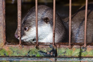 Otter bir kafes içinde
