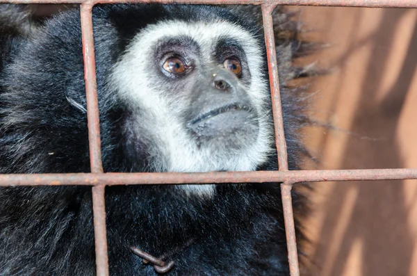 Viso e occhi abbattuti di gibbone in una gabbia — Foto Stock