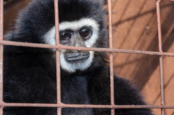 Face and eyes downcast of gibbon in a cage — Stock Photo, Image