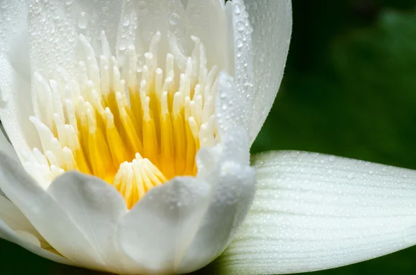 Weiße Lotusblume — Stockfoto