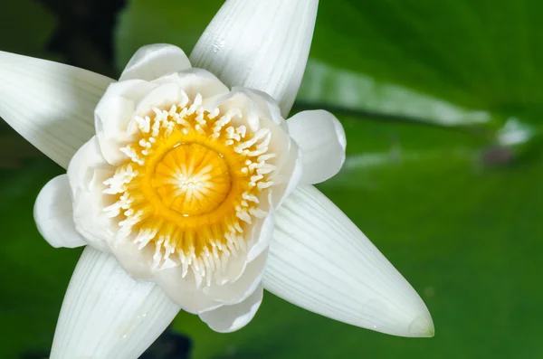 White lotus flower — Stock Photo, Image
