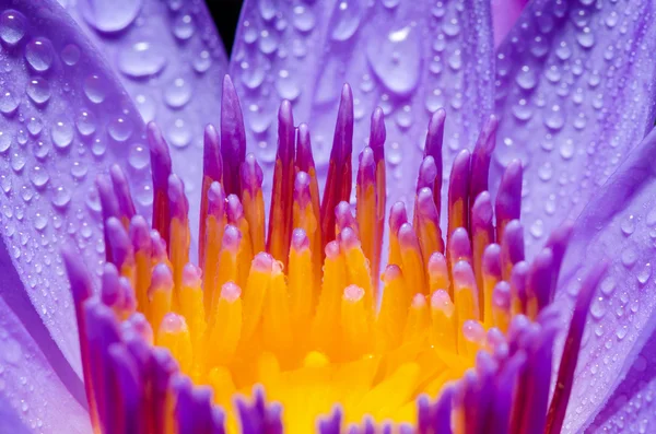 Macro yellow carpel of purple Lotus flower — Stock Photo, Image