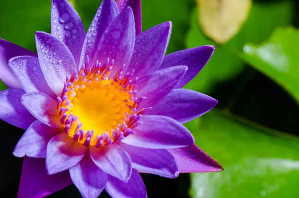 Belle fleur de Lotus Violet — Photo