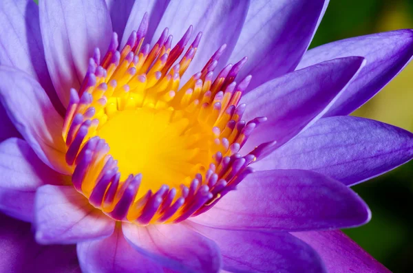 Colorful of purple Lotus — Stock Photo, Image