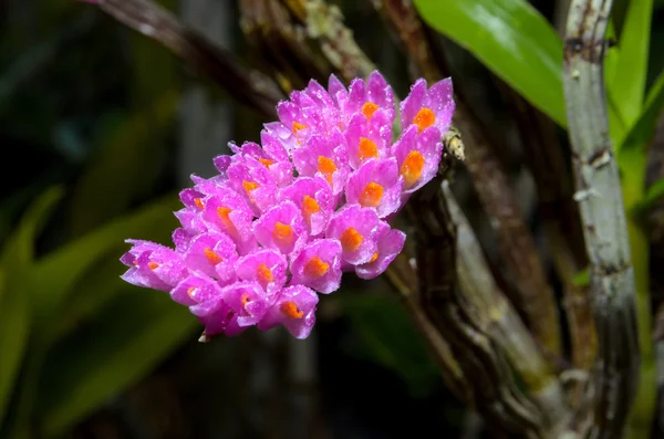 Różowy kwiat orchidei szczoteczka do zębów — Zdjęcie stockowe