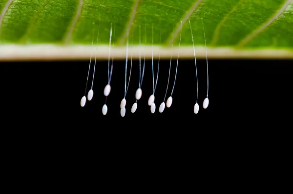 Yeşil lacewing yumurta