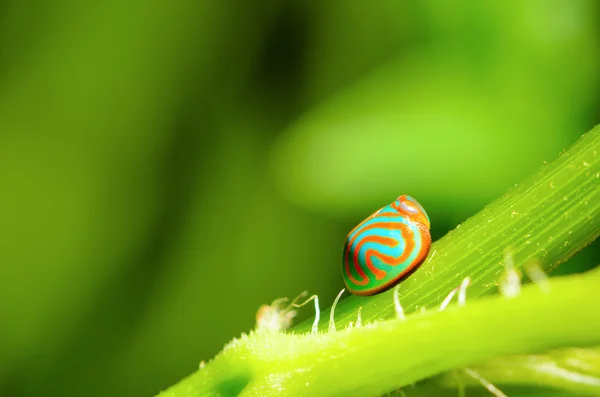 Blauer Marienkäfer mit orangefarbenem Streifen — Stockfoto