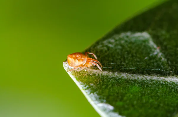 Jumping spider — Stock Photo, Image