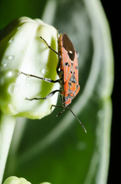 Spilostethus pandurus bug — Stock Photo, Image