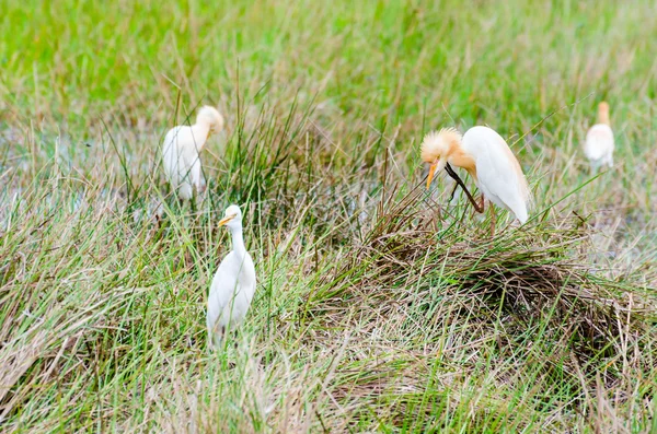 Ganado Aves de la garza — Foto de Stock