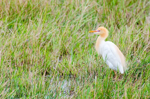 Cattle Egret birds — Stock Photo, Image