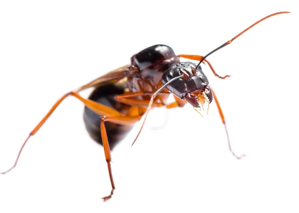 Formiga de carpinteiro preto (Camponotus pennsylvanicus ) — Fotografia de Stock