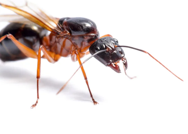 Černý mravenec carpenter (camponotus pennsylvanicus) — Stock fotografie