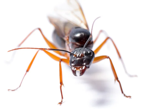 Fourmi charpentier noir (Camponotus pennsylvanicus) ) — Photo