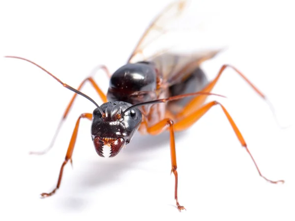 Formiga de carpinteiro preto (Camponotus pennsylvanicus ) — Fotografia de Stock