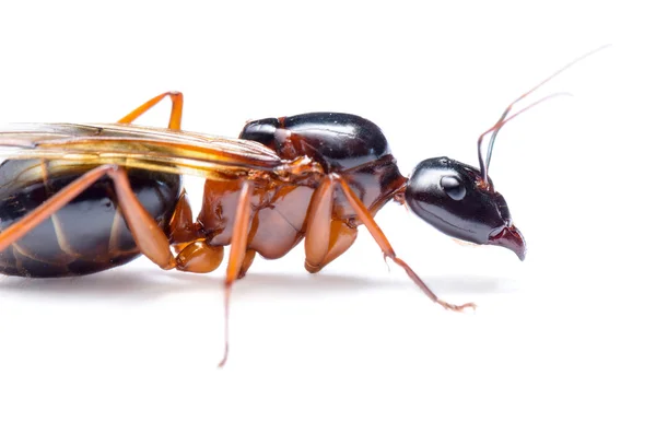 Czarną mrówkę carpenter (camponotus pennsylvanicus) — Zdjęcie stockowe