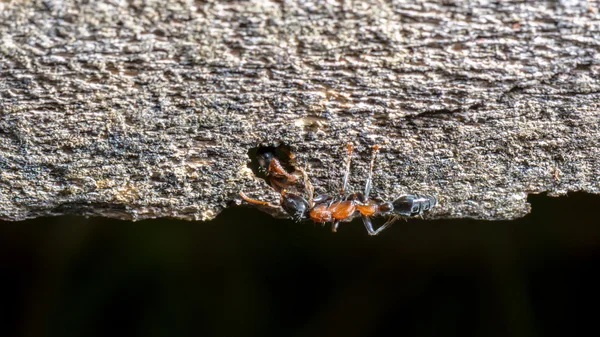 Dva mravenci pozdrav — Stock fotografie