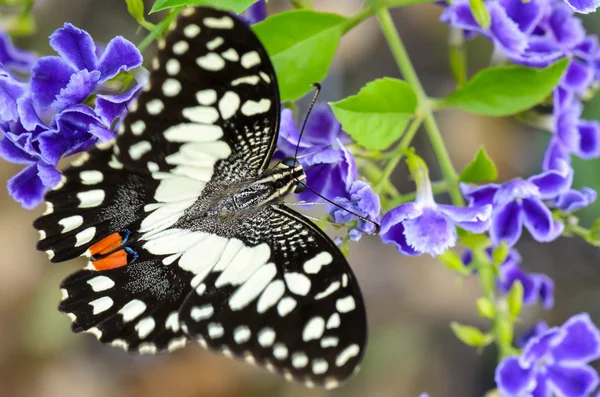 Papilio demoleus czarno-białe miejsca motyl — Zdjęcie stockowe