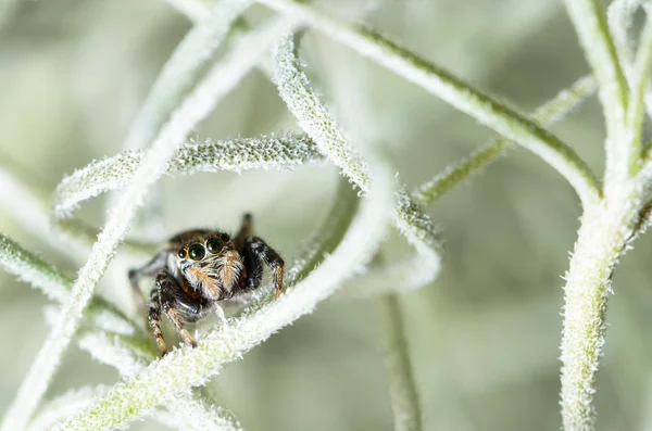 Jumping spider hiding in aerial roots of Spanish moss — Stock Photo, Image