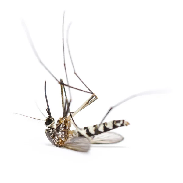 Dead mosquito isolated on white background — Stock Photo, Image