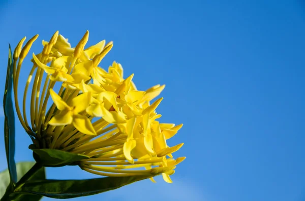 Κίτρινο λουλούδι coccinea Ixora — Φωτογραφία Αρχείου