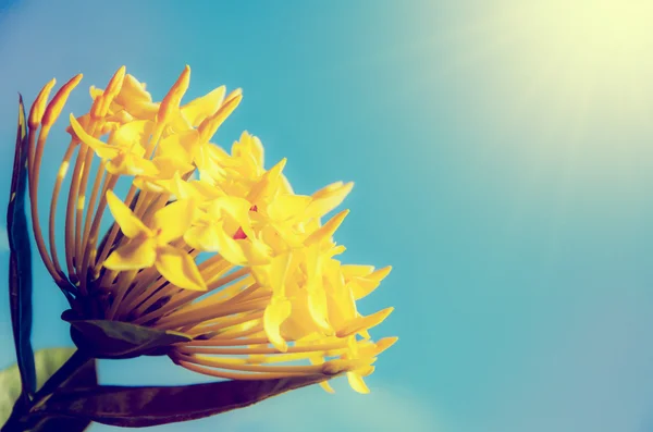 Yellow Ixora coccinea flower — Stock Photo, Image