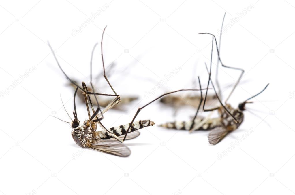 Dead mosquito group isolated on white background