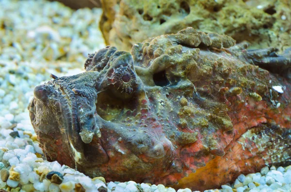 Stonefish (Synanceia verrucosa) — Stockfoto