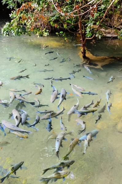 Soro brook carp fish — Stock Photo, Image