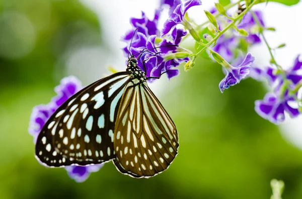 Bliska motyl niebieski tygrys lub Wirupakszy hamata — Zdjęcie stockowe