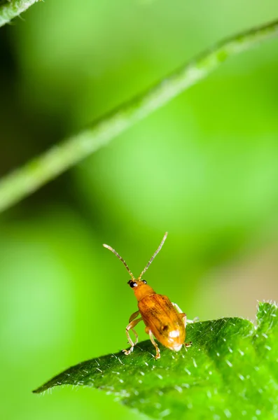 Cucurbit Leaf Beetle или Aulacophora indica — стоковое фото