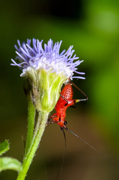 Conocephalus Melas petit cricket rouge — Photo