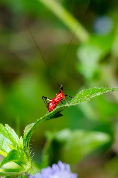 Conocephalus melas små röda cricket — Stockfoto