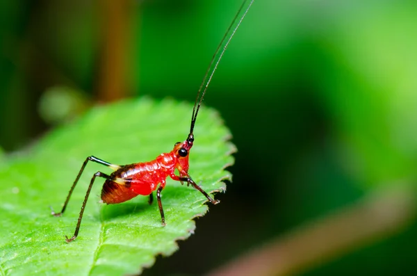 Conocephalus melas małe czerwone krykieta — Zdjęcie stockowe