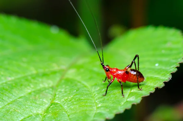 Conocephalus melas małe czerwone krykieta — Zdjęcie stockowe