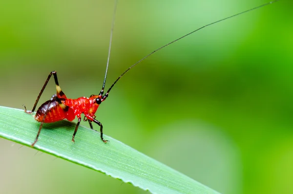 Conocephalus melas drobné červené kriket — Stock fotografie