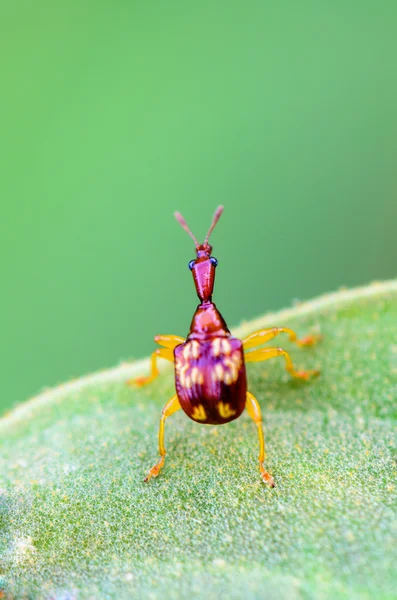 Fermer Feuille roulant Weevil ou Girafe Weevil — Photo