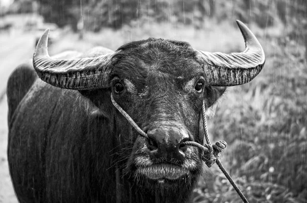 Zwart-wit foto van een Aziatische Water Buffalo in de regen. — Stockfoto