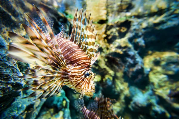 Lionfish or Pterois miles — Stock Photo, Image