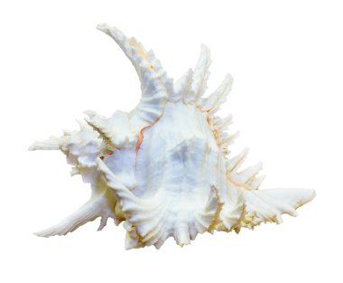 Chicoreus Ramosus, Ramose Labraunda'ya kabuk