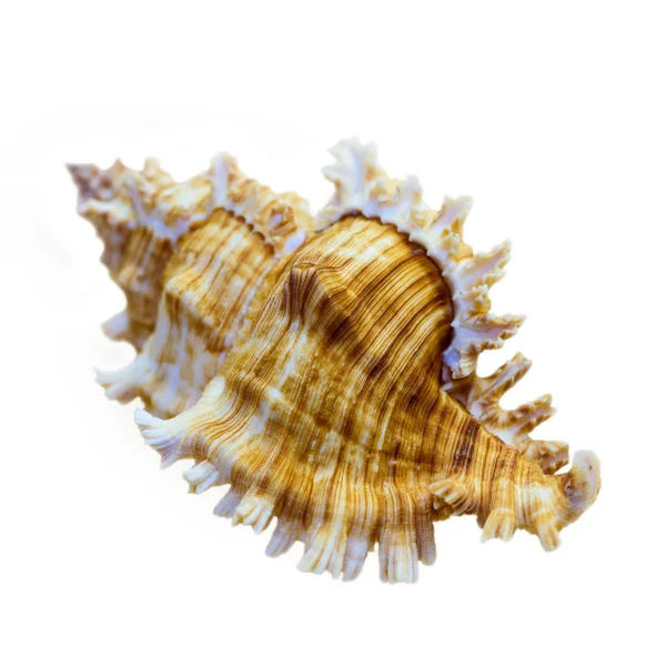 Shell of Murex Saulii or Chicoreus Saulii — Stock Photo, Image