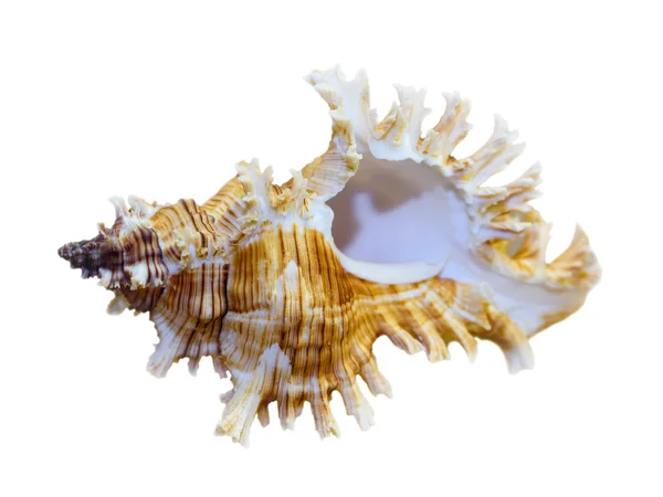 Shell of Murex Saulii or Chicoreus Saulii — Stock Photo, Image