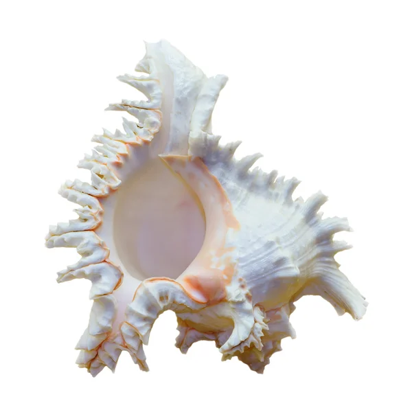 Shell de Chicoreus Ramosus, Ramose Murex — Fotografia de Stock